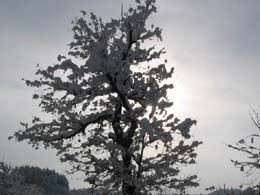 foto neve del 7 Marzo 2004 alberi 2